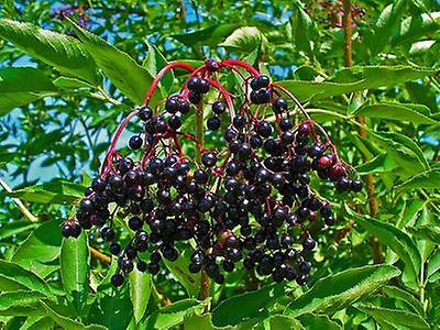 Beeren | Schwarzer Holunder | Flora | Natur im Austria-Forum